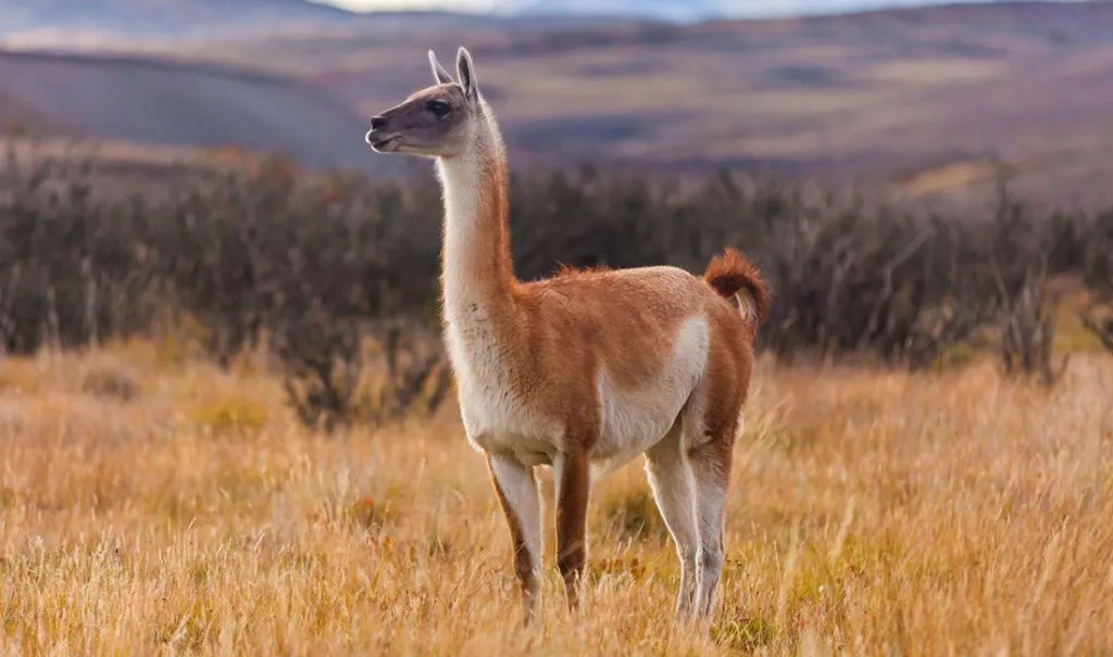 гуанако.jpg гуанако.jpg
