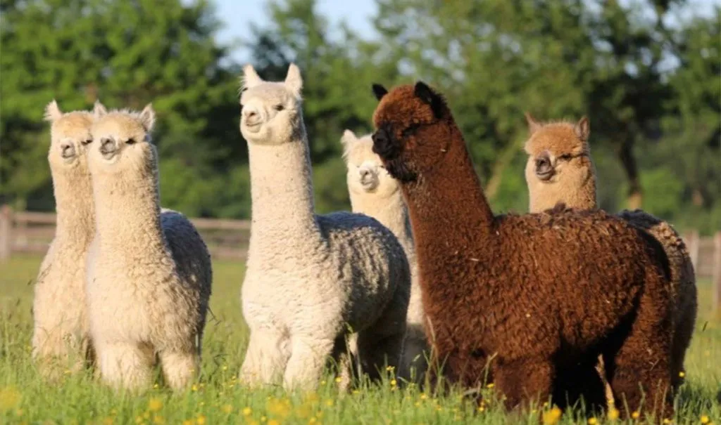 альпака.jpg альпака.jpg