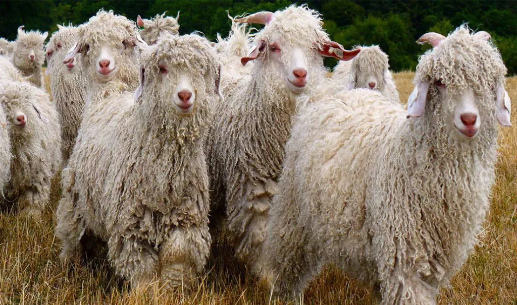 ангорские-козы.jpg ангорские-козы.jpg