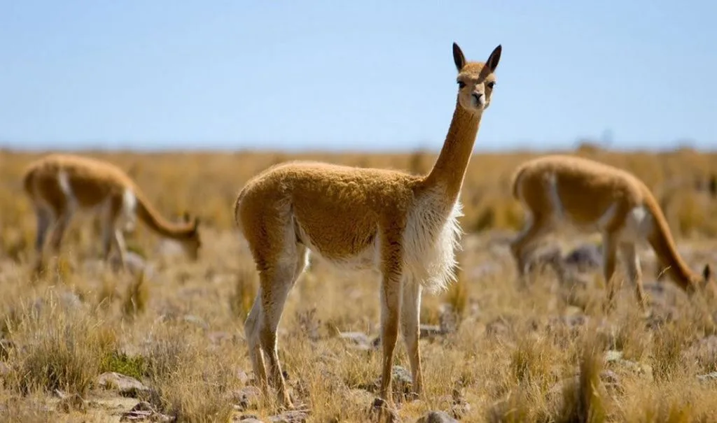 викунья.jpg викунья.jpg
