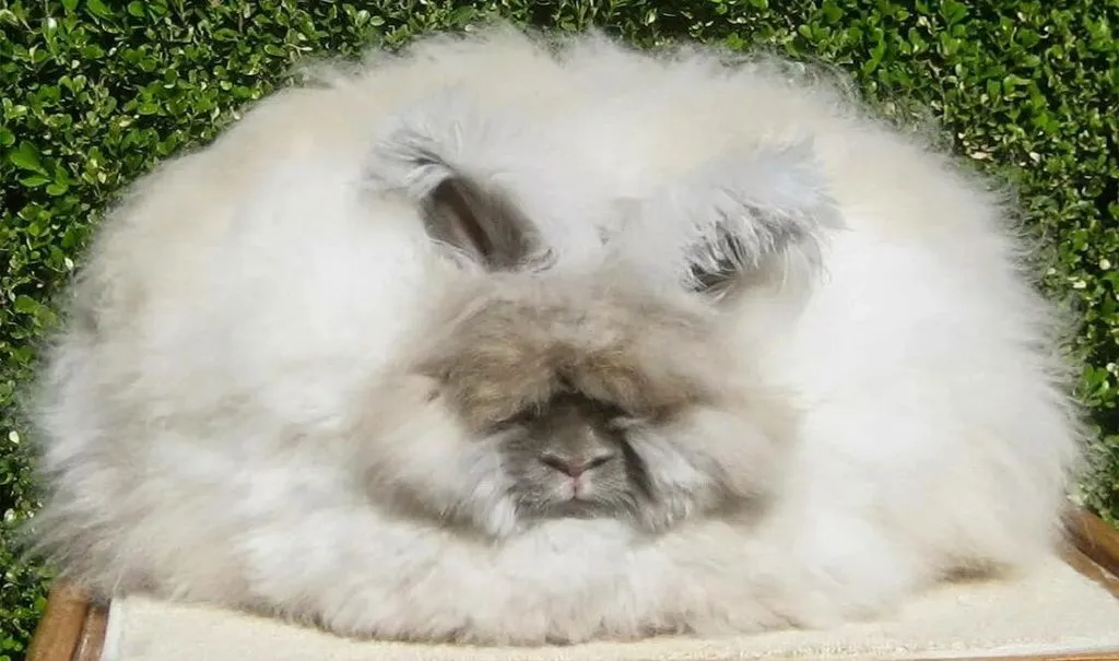 ангорский-кролик.jpg ангорский-кролик.jpg