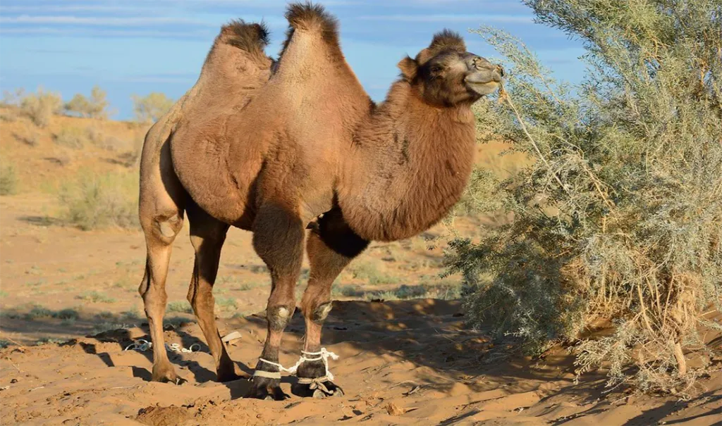 верблюд.png верблюд.png