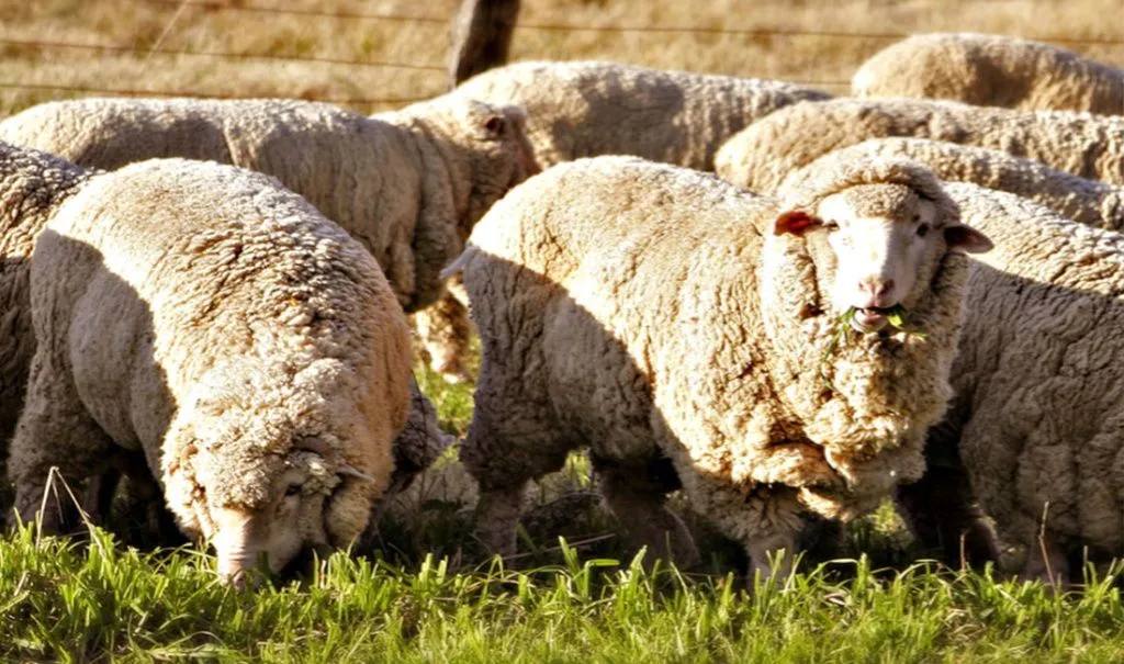 меринос.jpg меринос.jpg