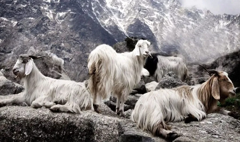 кашемировая-коза.jpg кашемировая-коза.jpg