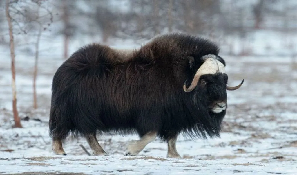 Кивьют.jpg Кивьют.jpg