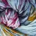 pryaja_malabrigo_rasta_100_merinosovaya_sherst_150g_82m-1870-B